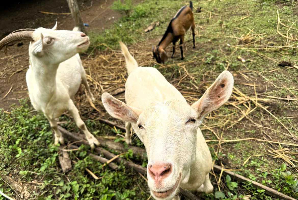 Spectacular 57-Acre Permaculture Farm with Ocean Views & Primary Jungle in Chacarita Costa Rica photo 8