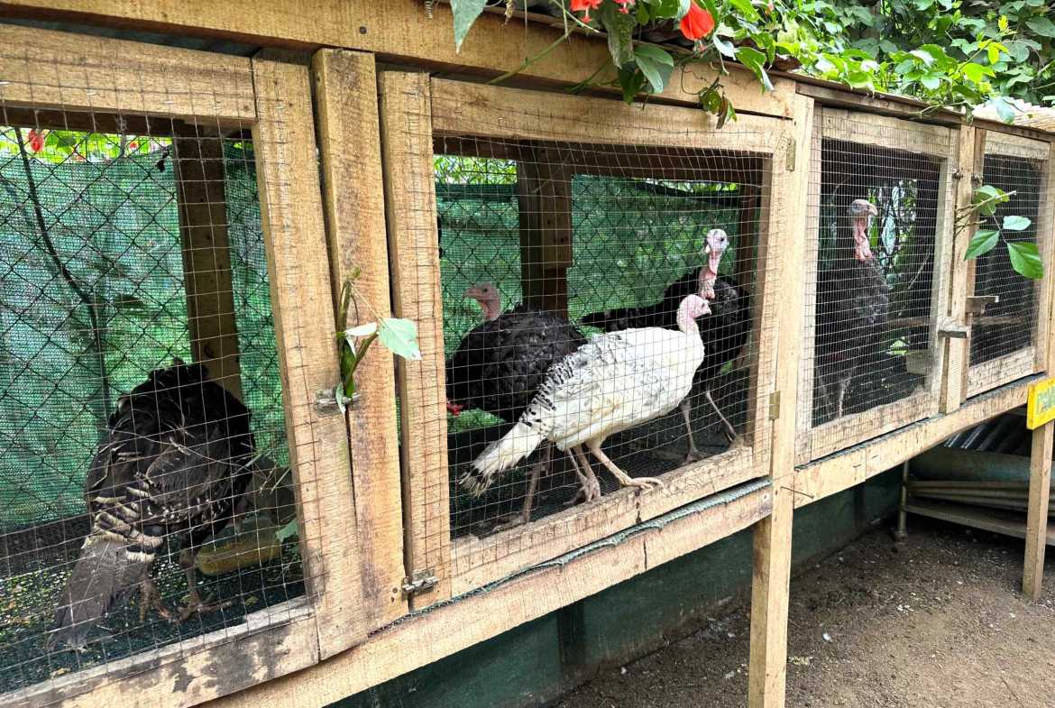 Spectacular 57-Acre Permaculture Farm with Ocean Views & Primary Jungle in Chacarita Costa Rica photo 7