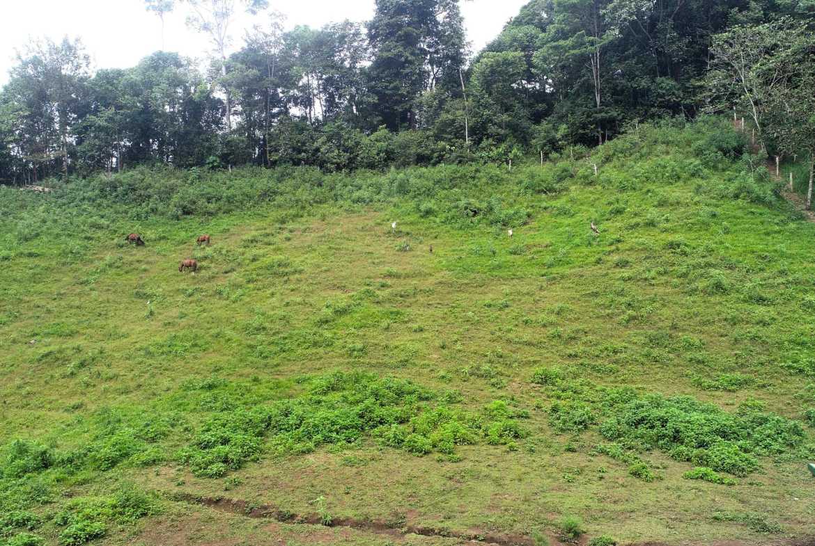 Spectacular 57-Acre Permaculture Farm with Ocean Views & Primary Jungle in Chacarita Costa Rica photo 3