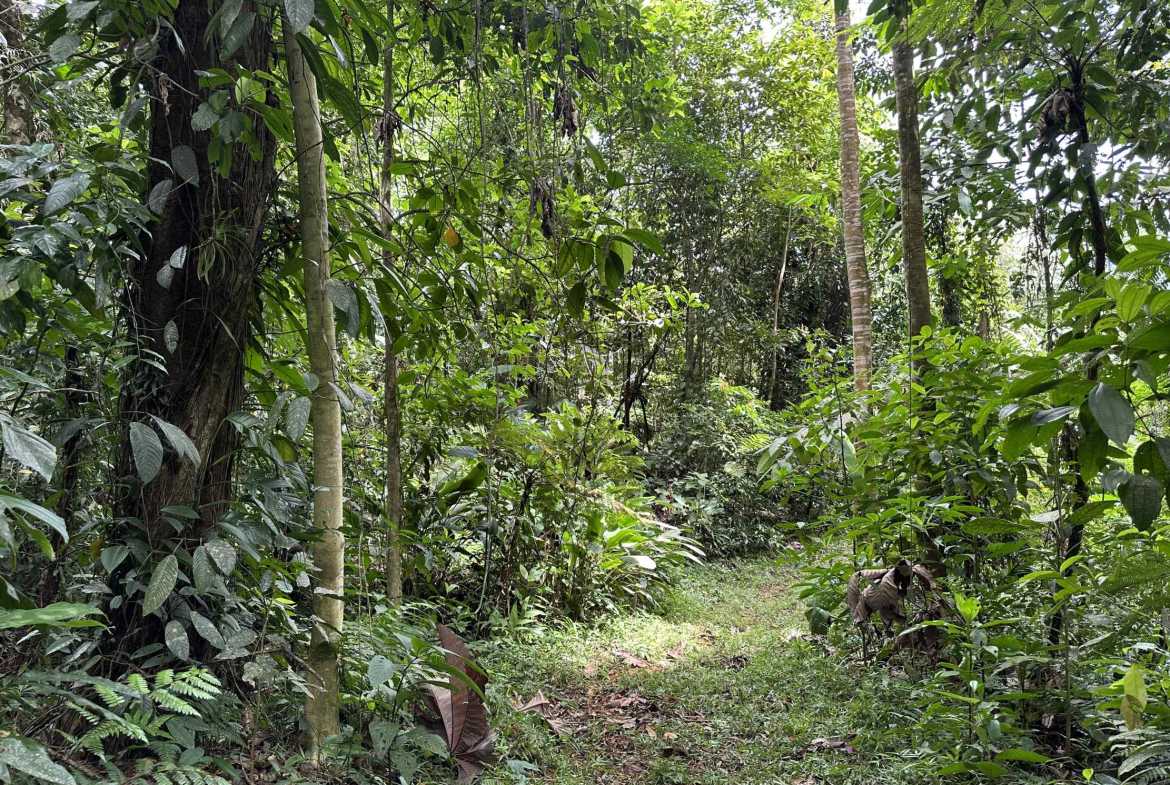 Spectacular 57-Acre Permaculture Farm with Ocean Views & Primary Jungle in Chacarita Costa Rica photo 60