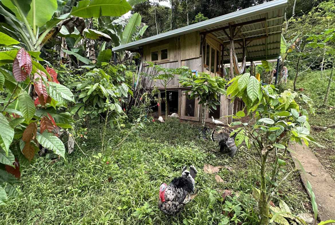 Spectacular 57-Acre Permaculture Farm with Ocean Views & Primary Jungle in Chacarita Costa Rica photo 56