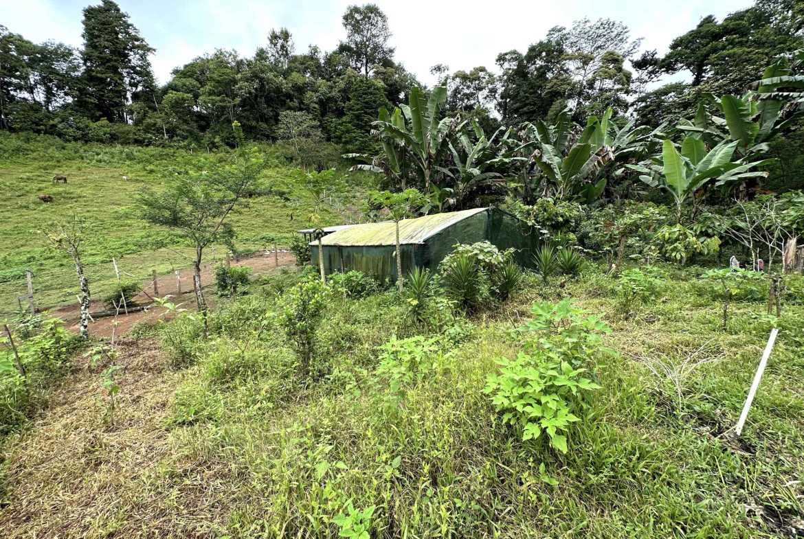 Spectacular 57-Acre Permaculture Farm with Ocean Views & Primary Jungle in Chacarita Costa Rica photo 55