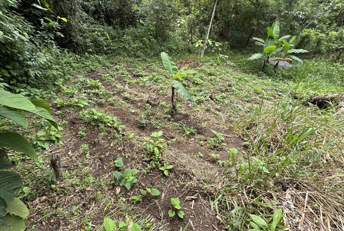 Spectacular 57-Acre Permaculture Farm with Ocean Views & Primary Jungle in Chacarita Costa Rica photo 44