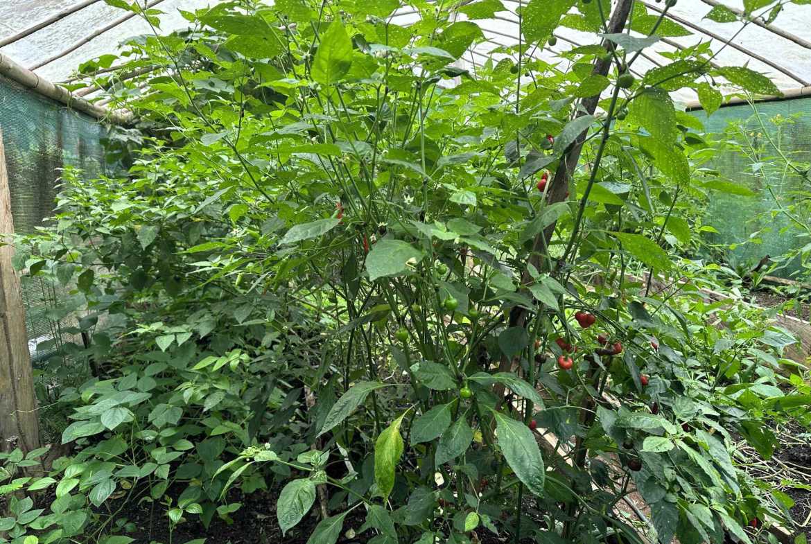 Spectacular 57-Acre Permaculture Farm with Ocean Views & Primary Jungle in Chacarita Costa Rica photo 43