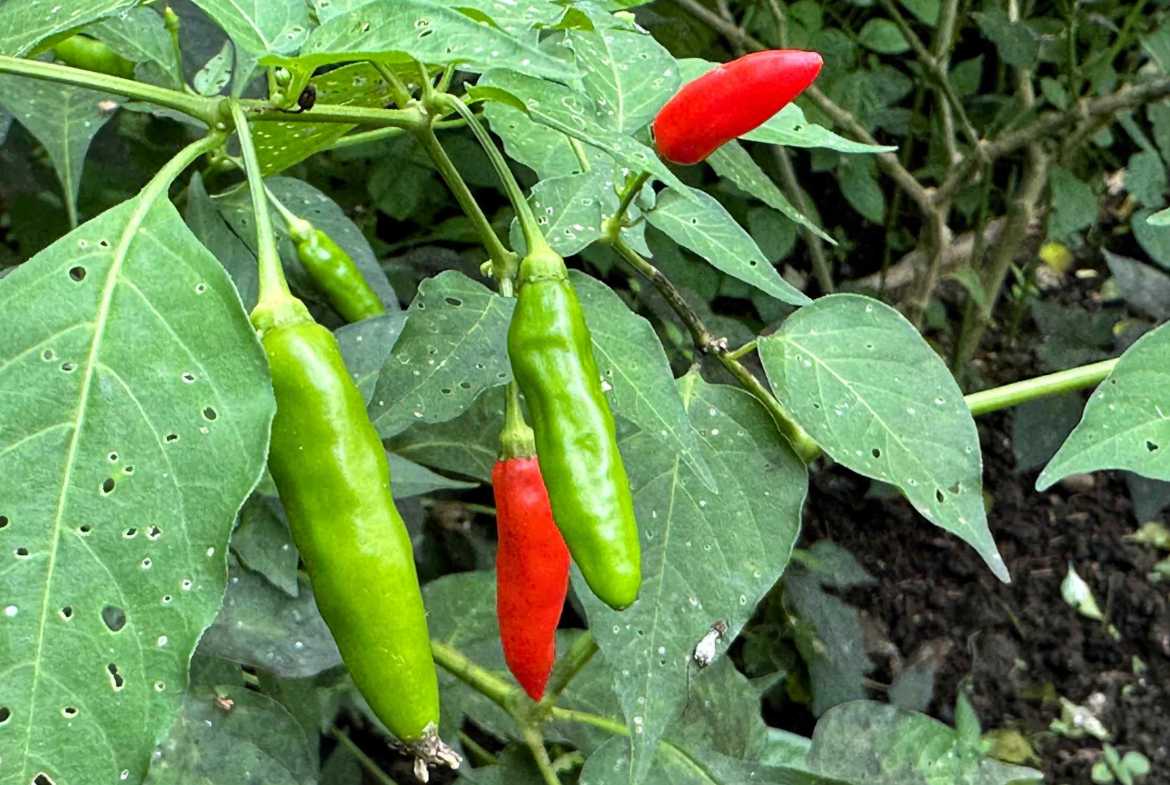 Spectacular 57-Acre Permaculture Farm with Ocean Views & Primary Jungle in Chacarita Costa Rica photo 42