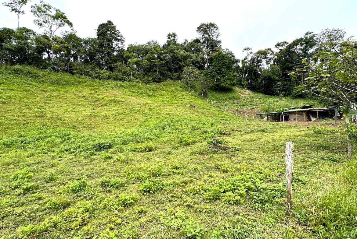 Spectacular 57-Acre Permaculture Farm with Ocean Views & Primary Jungle in Chacarita Costa Rica photo 38
