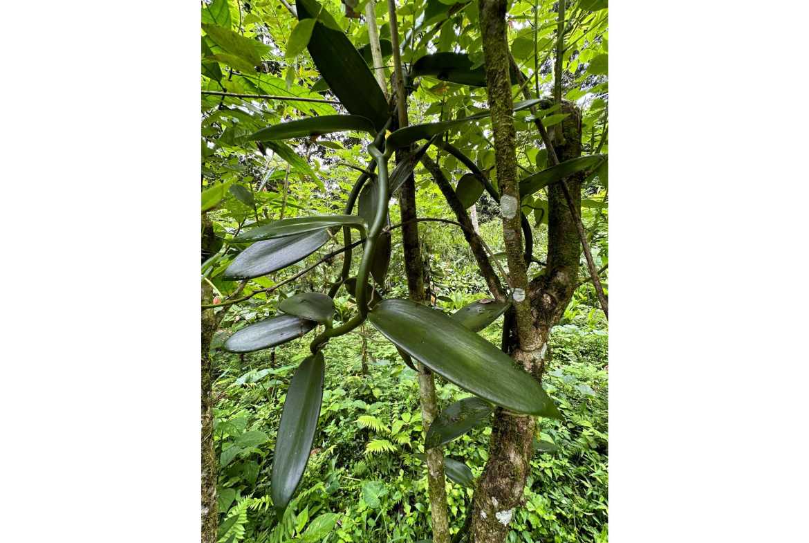 Spectacular 57-Acre Permaculture Farm with Ocean Views & Primary Jungle in Chacarita Costa Rica photo 36