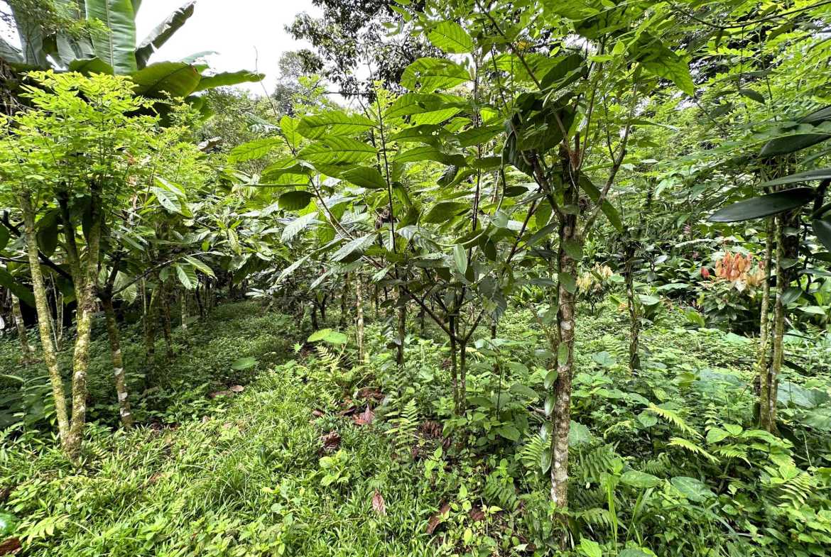 Spectacular 57-Acre Permaculture Farm with Ocean Views & Primary Jungle in Chacarita Costa Rica photo 35