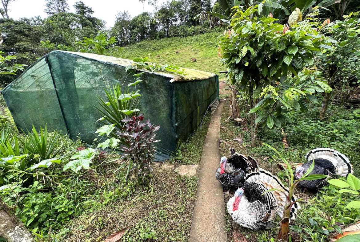 Spectacular 57-Acre Permaculture Farm with Ocean Views & Primary Jungle in Chacarita Costa Rica photo 33