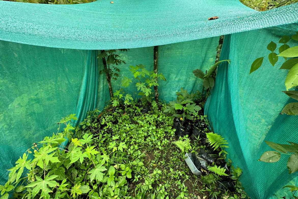 Spectacular 57-Acre Permaculture Farm with Ocean Views & Primary Jungle in Chacarita Costa Rica photo 34