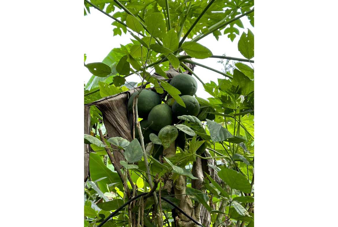 Spectacular 57-Acre Permaculture Farm with Ocean Views & Primary Jungle in Chacarita Costa Rica photo 32