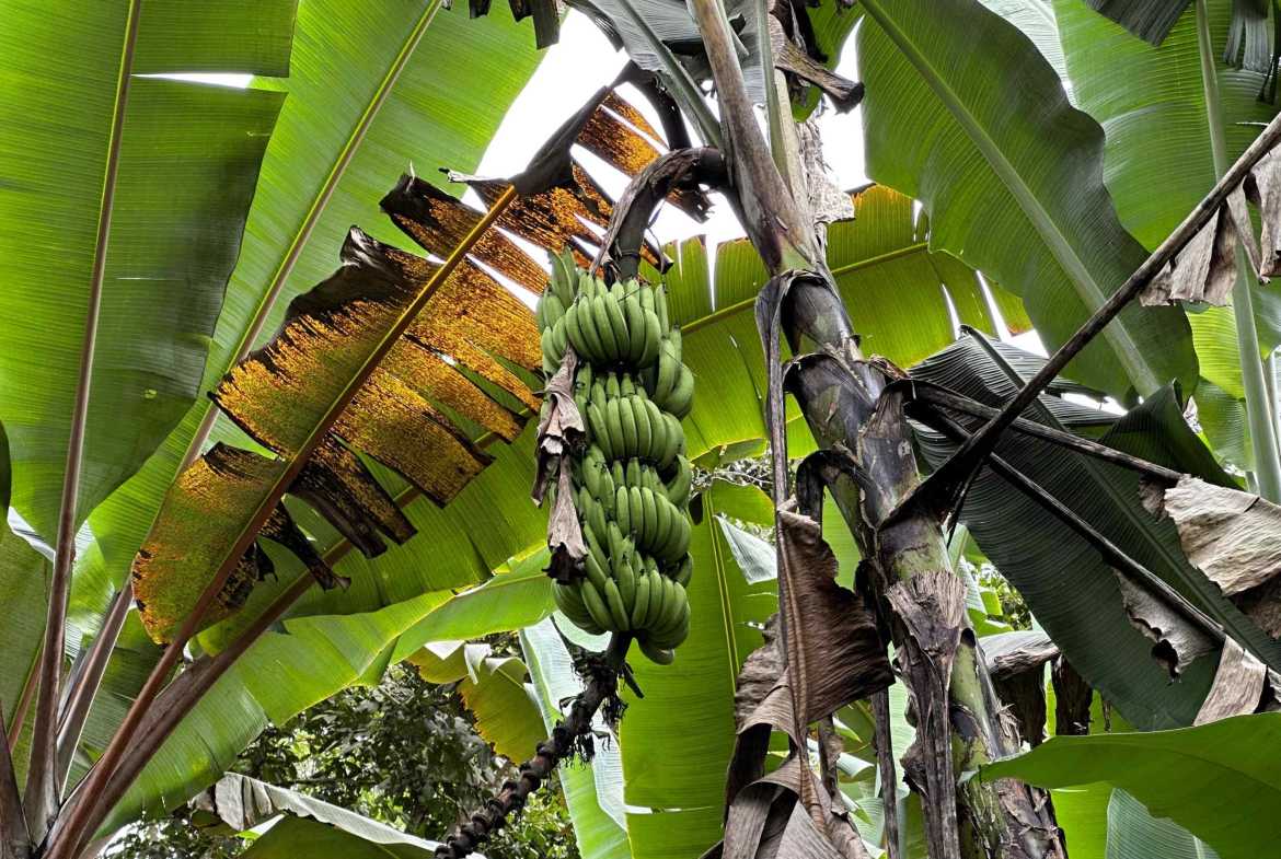 Spectacular 57-Acre Permaculture Farm with Ocean Views & Primary Jungle in Chacarita Costa Rica photo 31