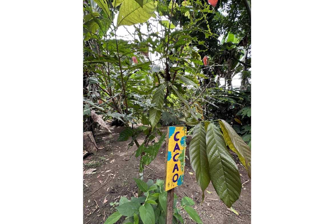 Spectacular 57-Acre Permaculture Farm with Ocean Views & Primary Jungle in Chacarita Costa Rica photo 30