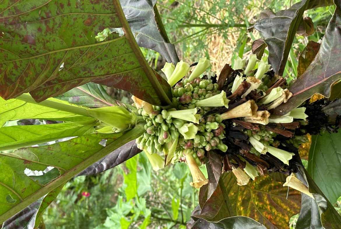 Spectacular 57-Acre Permaculture Farm with Ocean Views & Primary Jungle in Chacarita Costa Rica photo 27