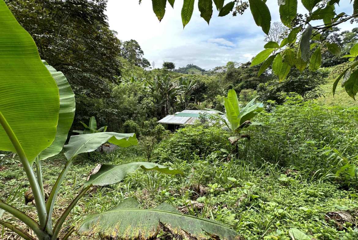 Spectacular 57-Acre Permaculture Farm with Ocean Views & Primary Jungle in Chacarita Costa Rica photo 25