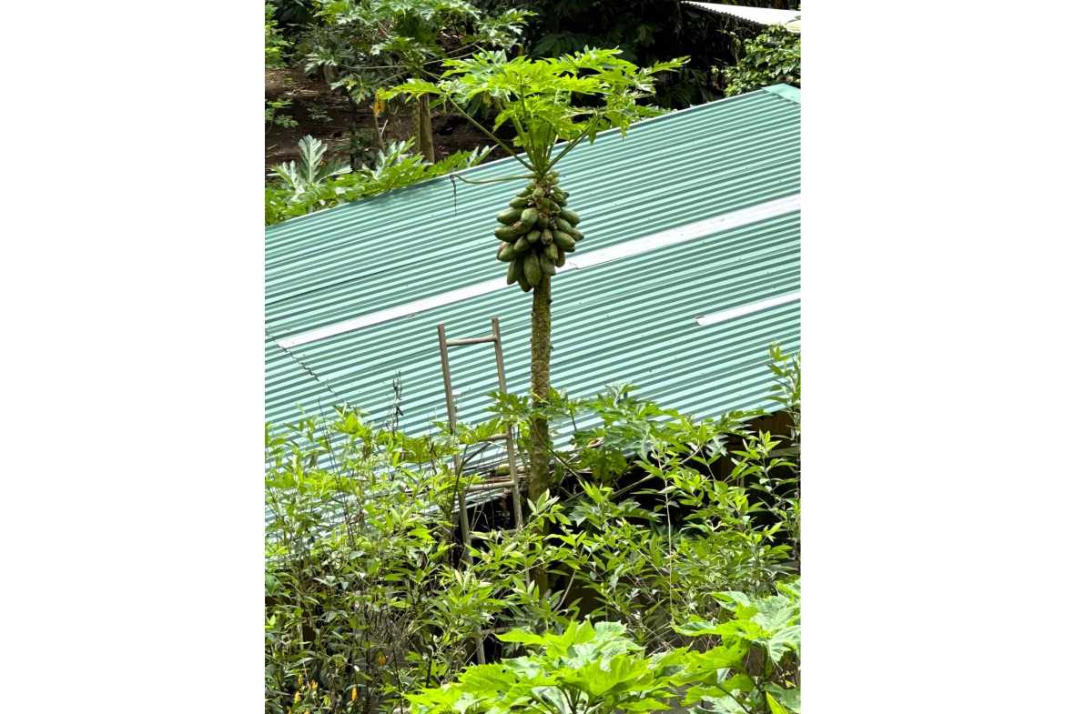 Spectacular 57-Acre Permaculture Farm with Ocean Views & Primary Jungle in Chacarita Costa Rica photo 26