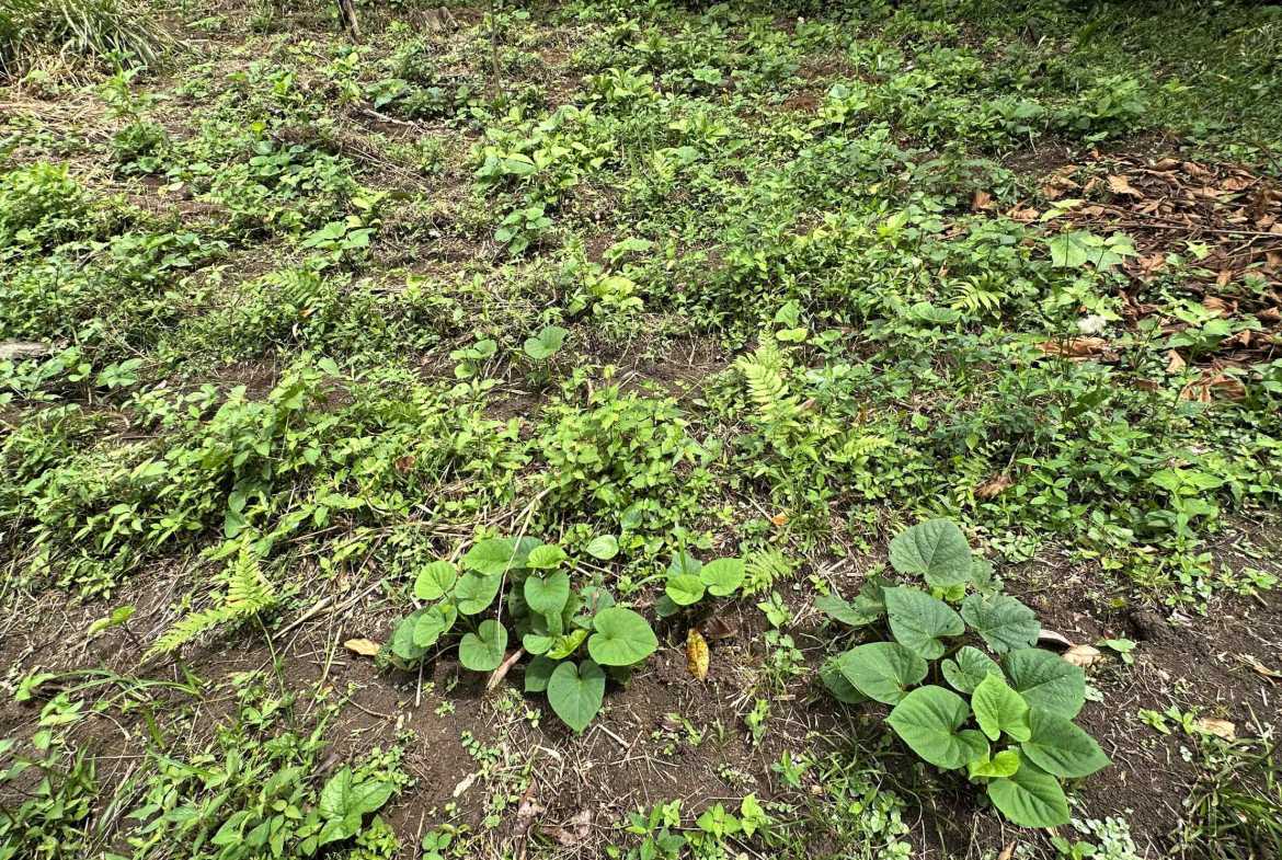 Spectacular 57-Acre Permaculture Farm with Ocean Views & Primary Jungle in Chacarita Costa Rica photo 24