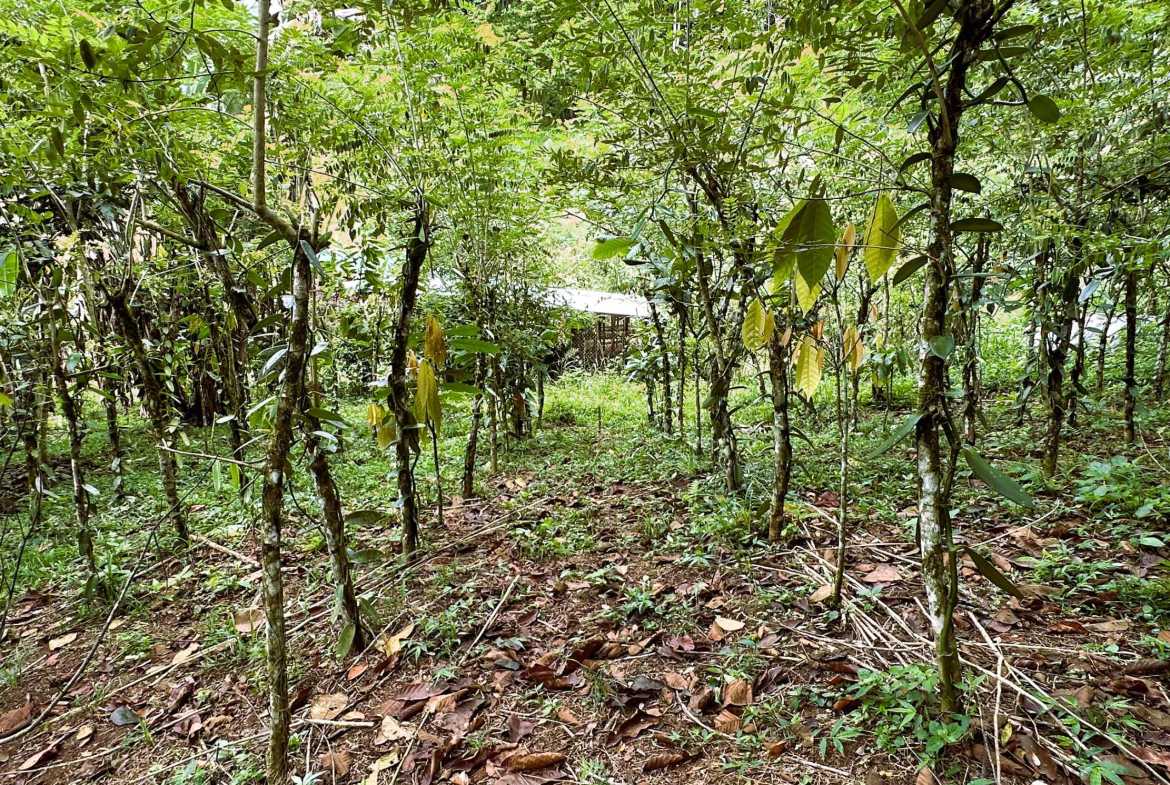 Spectacular 57-Acre Permaculture Farm with Ocean Views & Primary Jungle in Chacarita Costa Rica photo 22