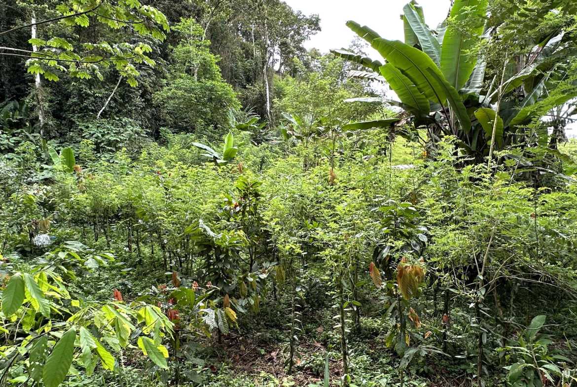 Spectacular 57-Acre Permaculture Farm with Ocean Views & Primary Jungle in Chacarita Costa Rica photo 21