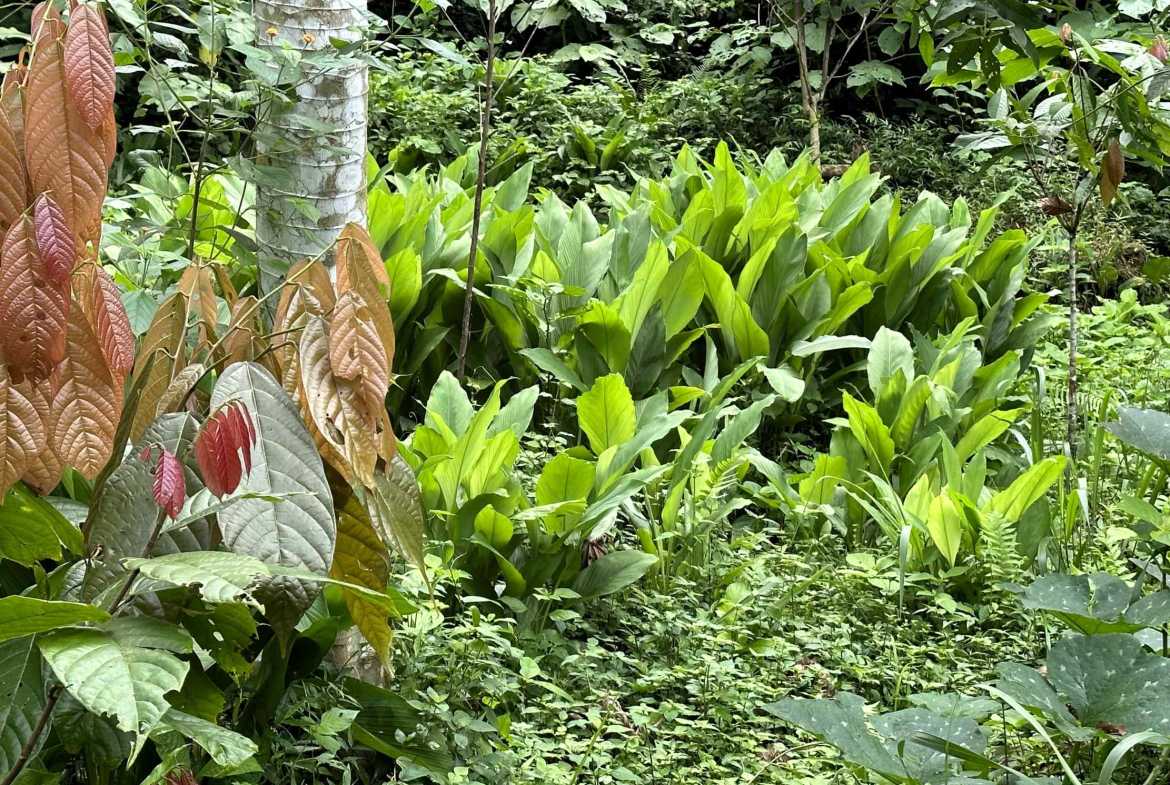 Spectacular 57-Acre Permaculture Farm with Ocean Views & Primary Jungle in Chacarita Costa Rica photo 19
