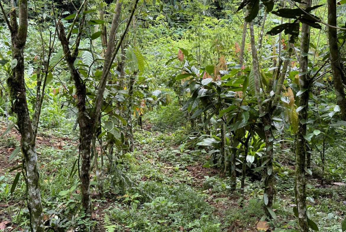 Spectacular 57-Acre Permaculture Farm with Ocean Views & Primary Jungle in Chacarita Costa Rica photo 20