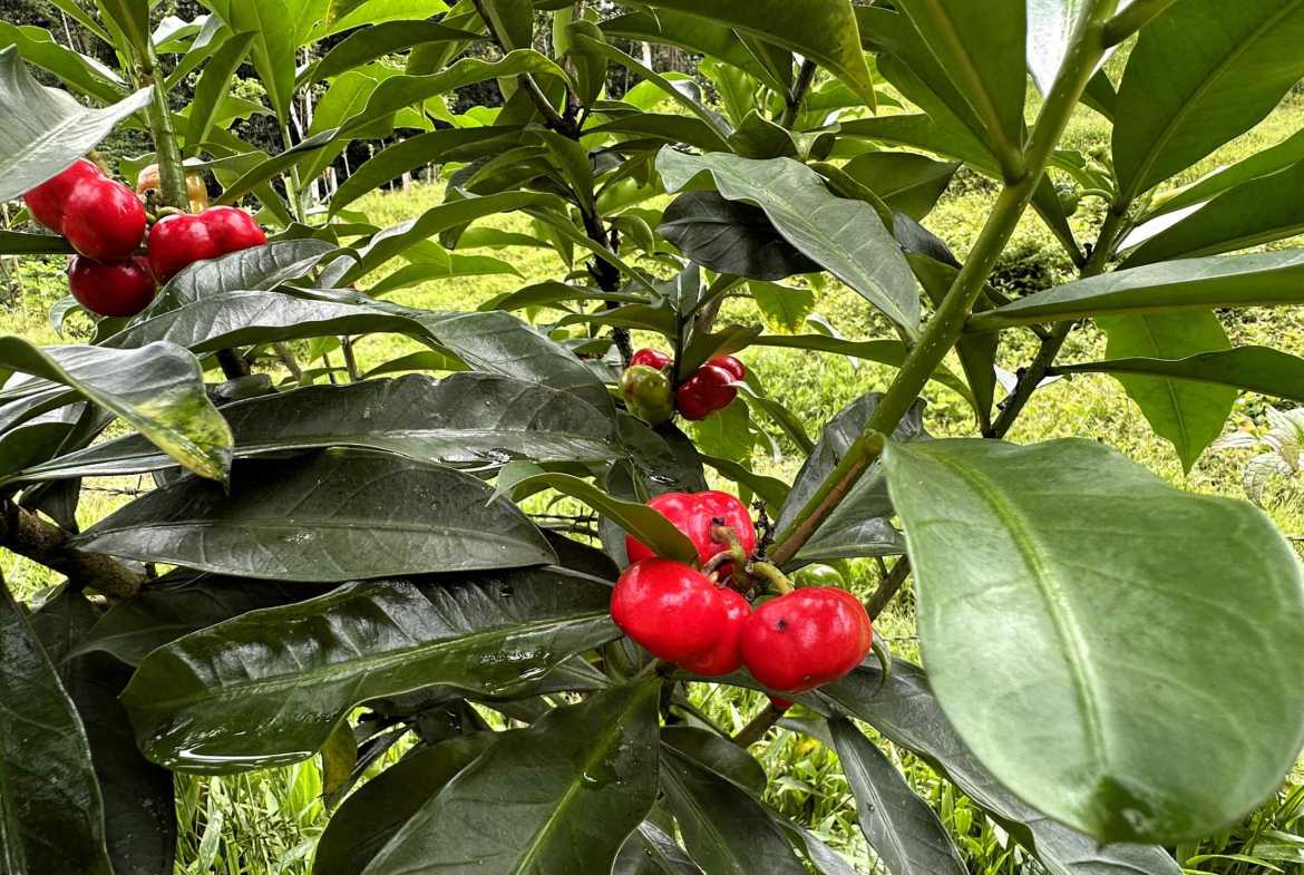 Spectacular 57-Acre Permaculture Farm with Ocean Views & Primary Jungle in Chacarita Costa Rica photo 18