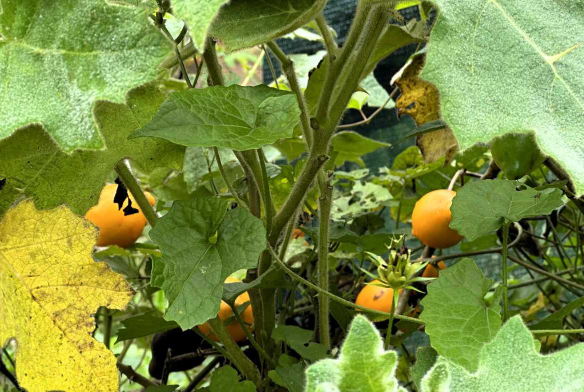 Spectacular 57-Acre Permaculture Farm with Ocean Views & Primary Jungle in Chacarita Costa Rica photo 17
