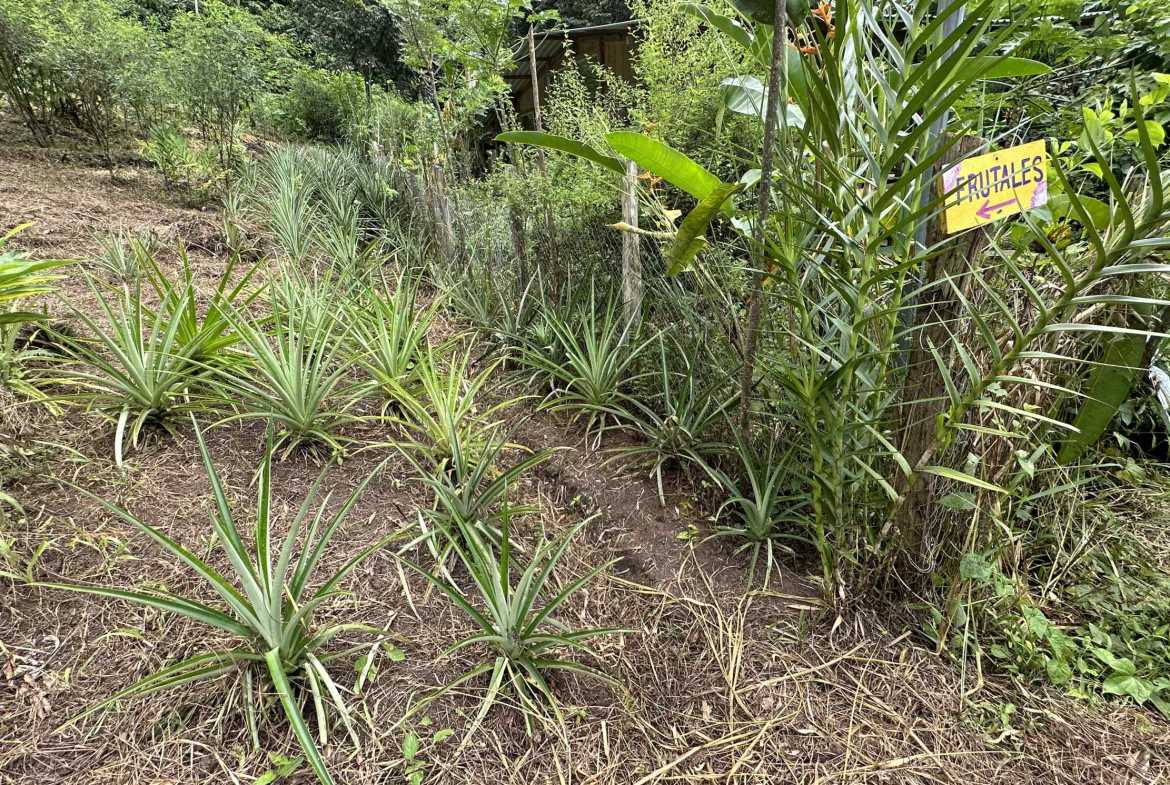 Spectacular 57-Acre Permaculture Farm with Ocean Views & Primary Jungle in Chacarita Costa Rica photo 15