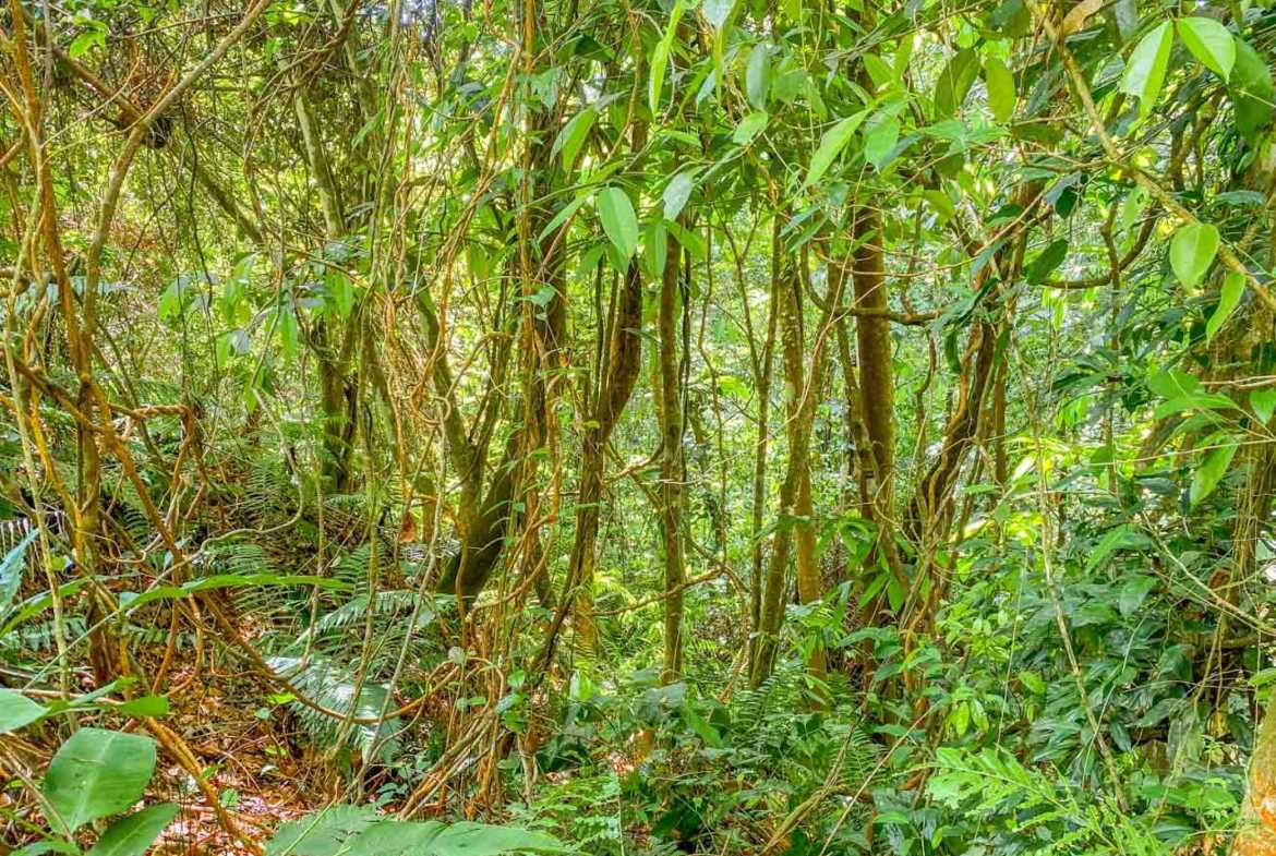Stunning 3-Bedroom Rainforest Home with River & Waterfall on 3.5 Acres in Ojochal Costa Rica photo 56
