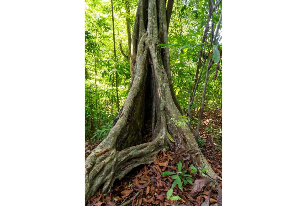 Spectacular 86-Acre Ocean View Raw Development Land with Legal Water in Dominical Costa Rica photo 57