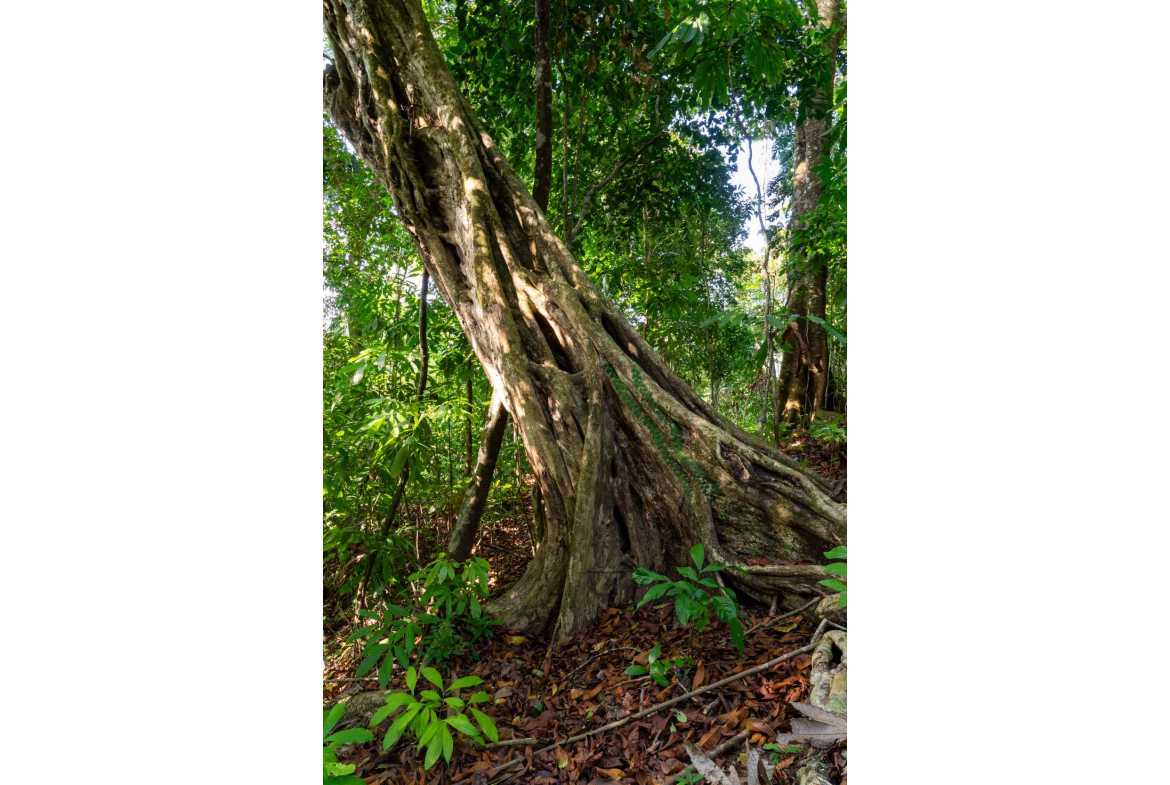 Spectacular 86-Acre Ocean View Raw Development Land with Legal Water in Dominical Costa Rica photo 56