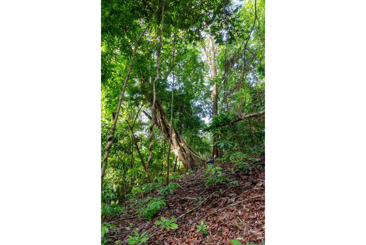 Spectacular 86-Acre Ocean View Raw Development Land with Legal Water in Dominical Costa Rica photo 53