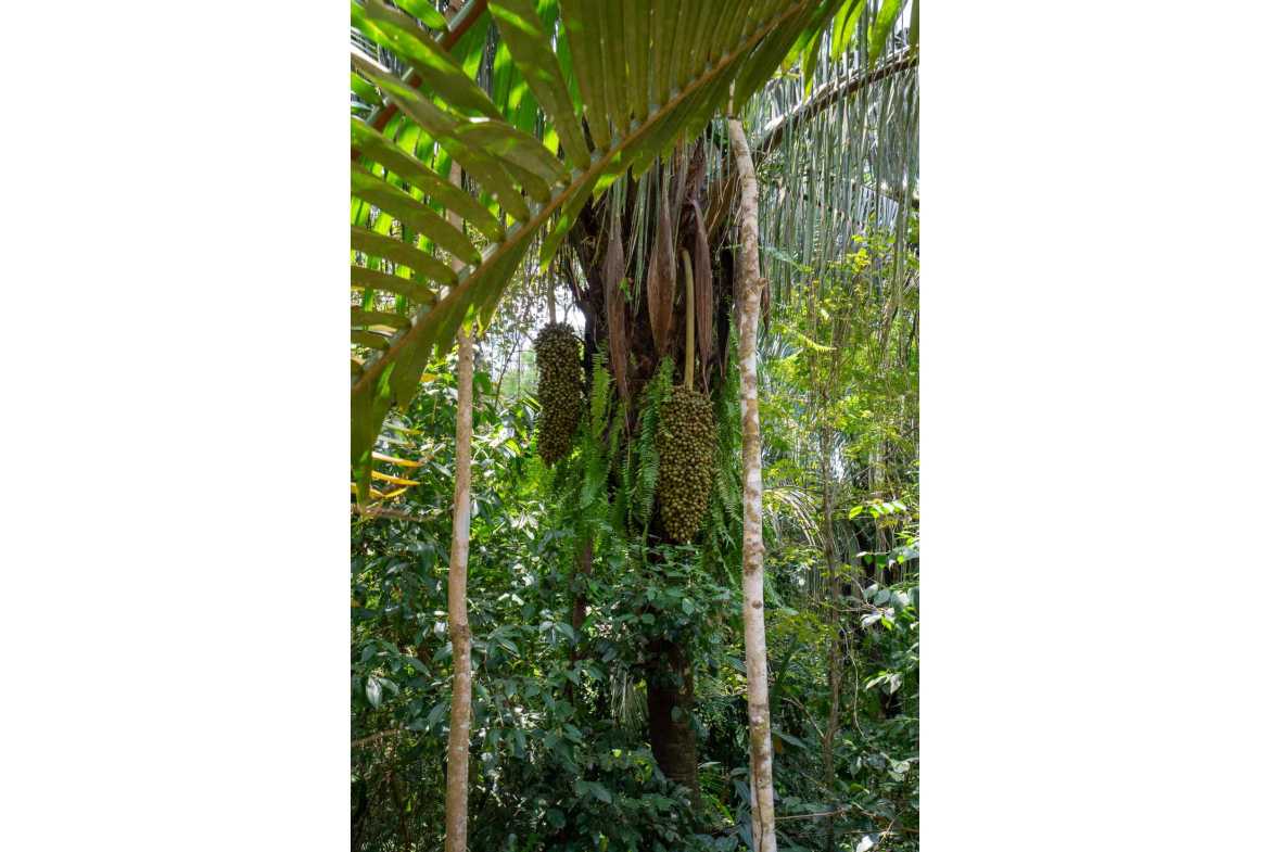 Spectacular 86-Acre Ocean View Raw Development Land with Legal Water in Dominical Costa Rica photo 45