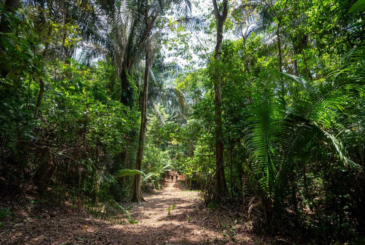 Spectacular 86-Acre Ocean View Raw Development Land with Legal Water in Dominical Costa Rica photo 42
