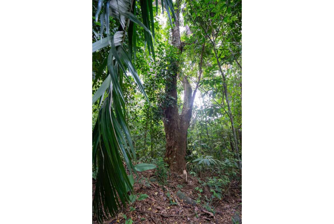 Spectacular 86-Acre Ocean View Raw Development Land with Legal Water in Dominical Costa Rica photo 16