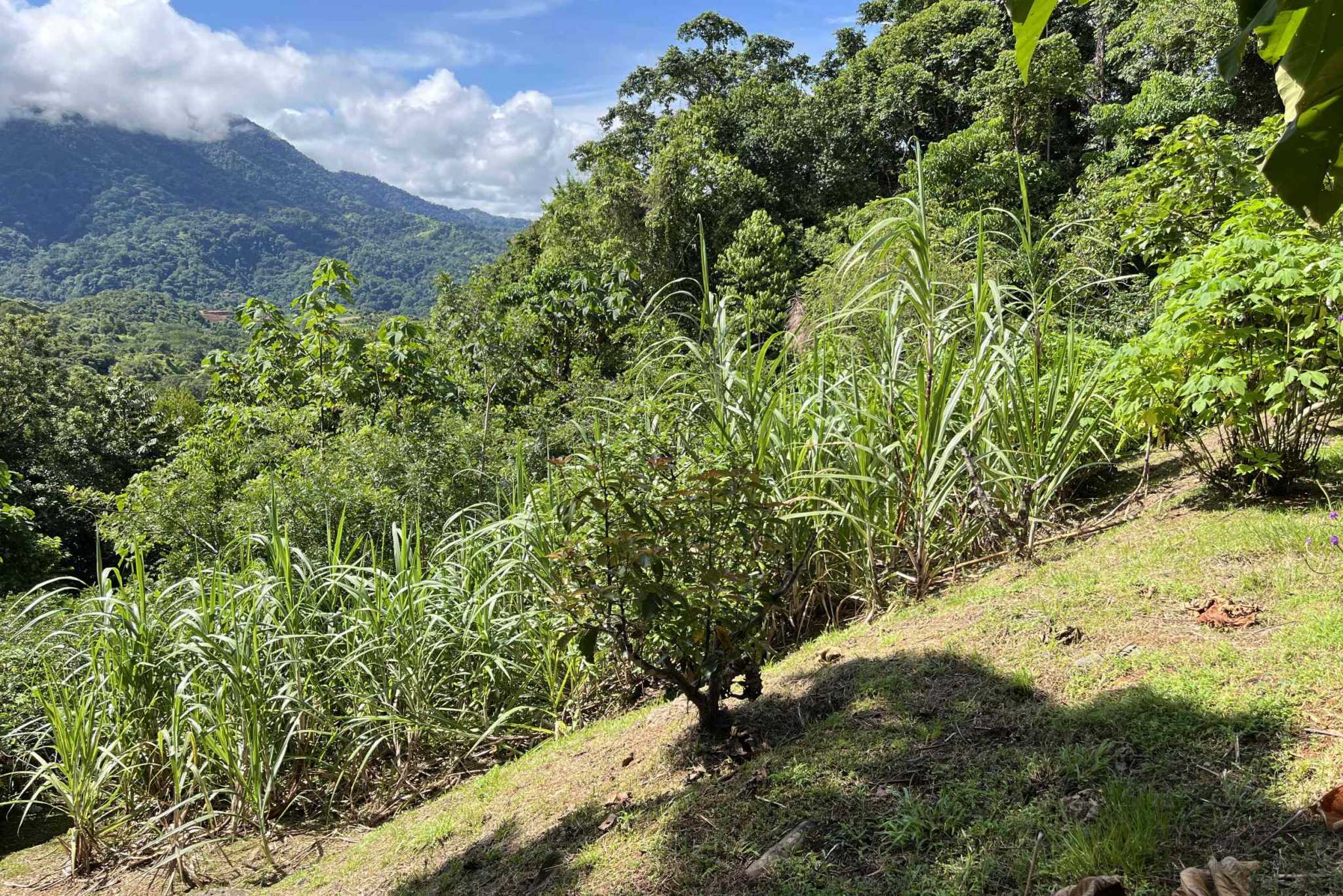 Charming 3-Bedroom Mountain Home with Views & Guest Cabin in Tres Rios Costa Rica