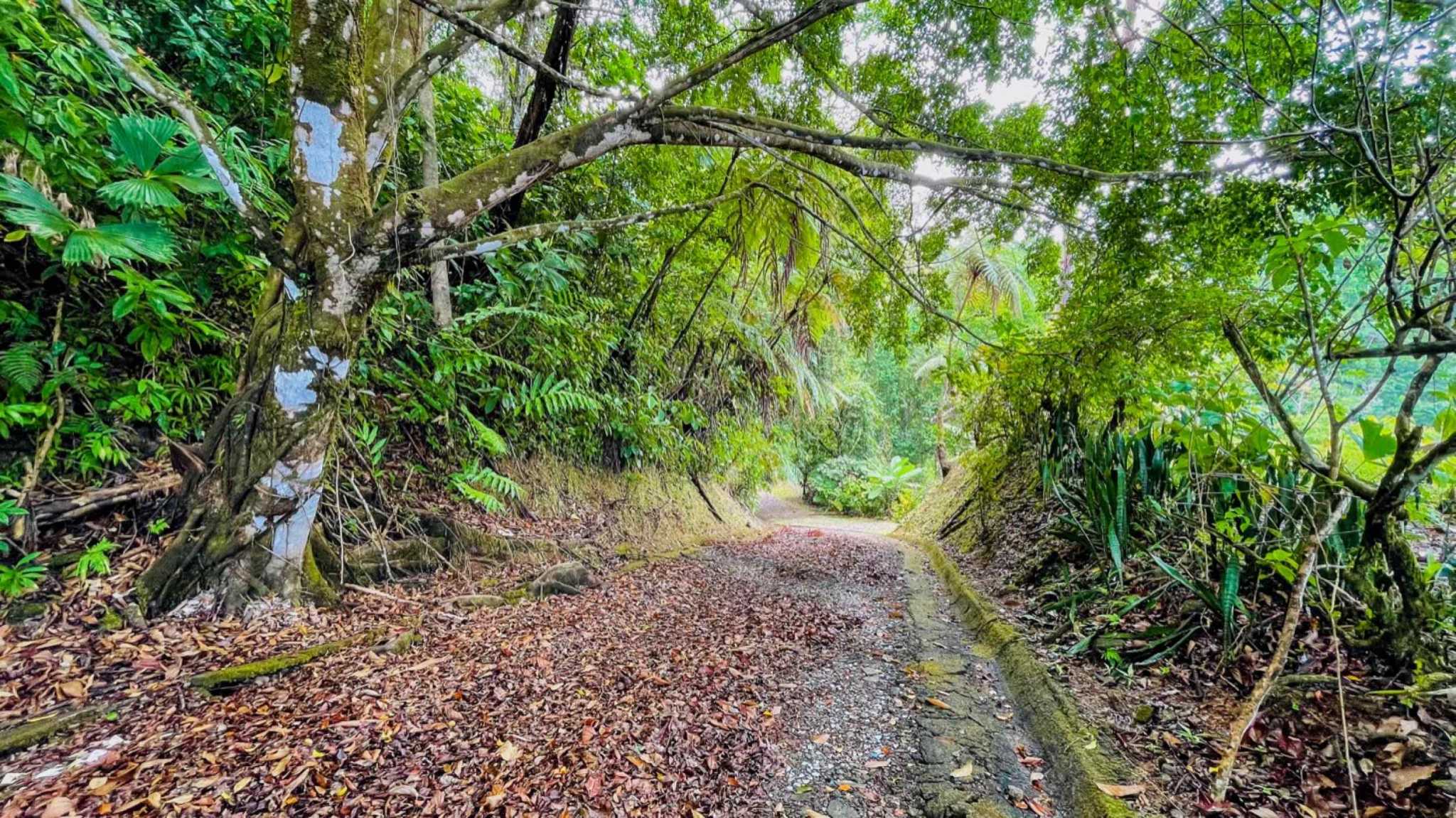 63404-56 Ocean View 4.86-Acre Home with Legal Water in Ojochal Costa Rica