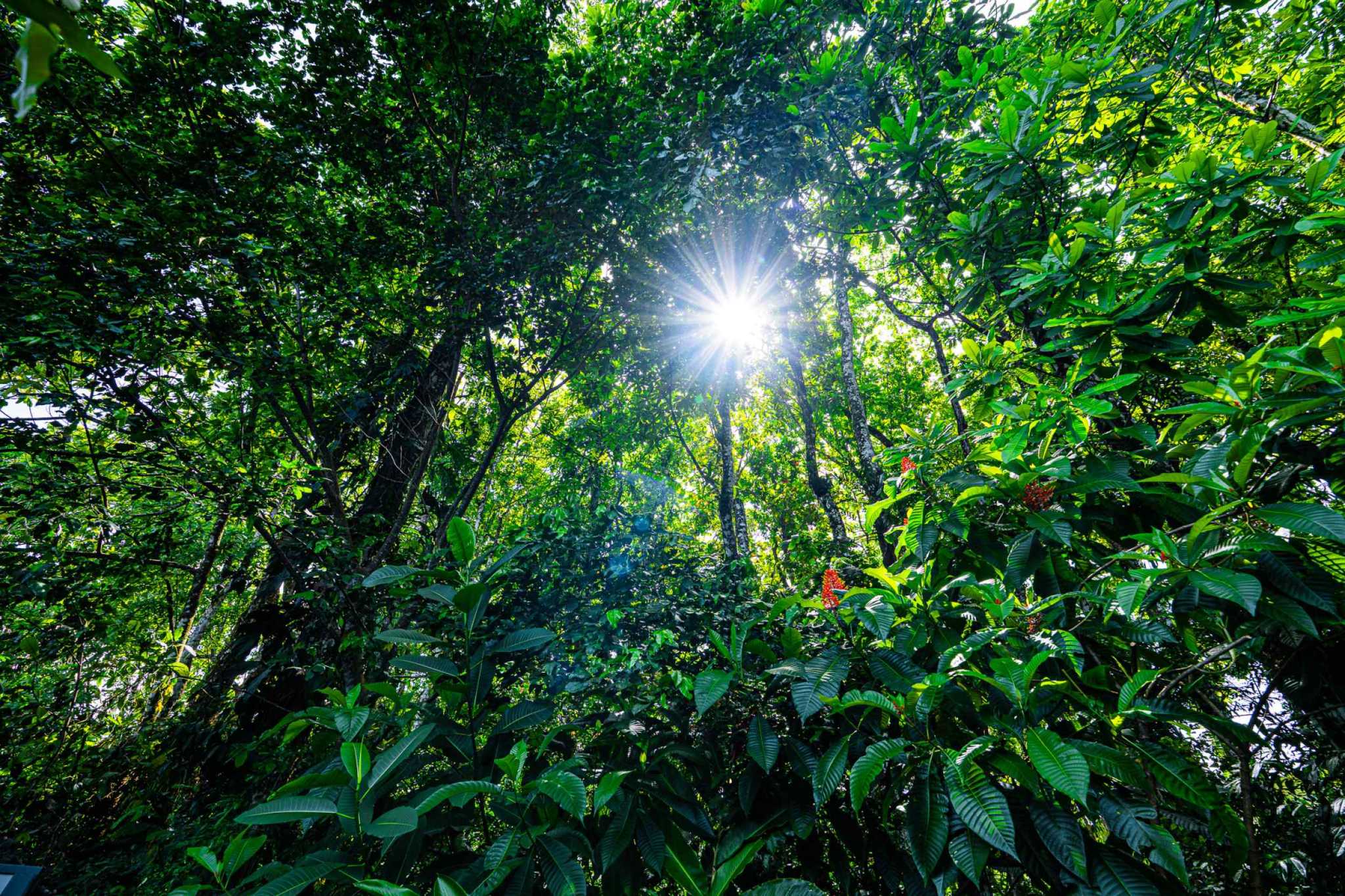 Beautiful 2-Bedroom Home with Private Pool & Forest Creek in Uvita Costa Rica