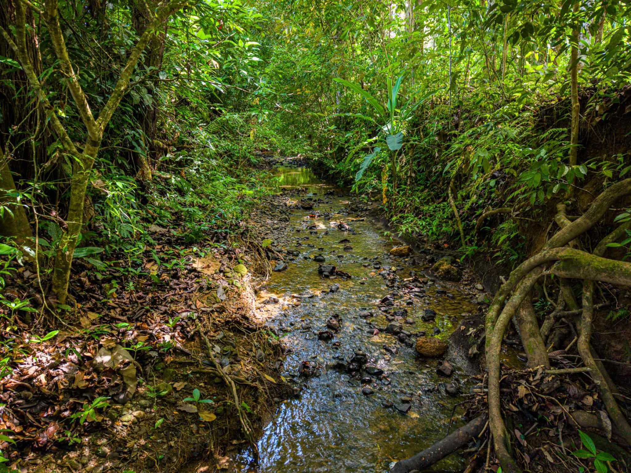 Beautiful 2-Bedroom Home with Private Pool & Forest Creek in Uvita Costa Rica