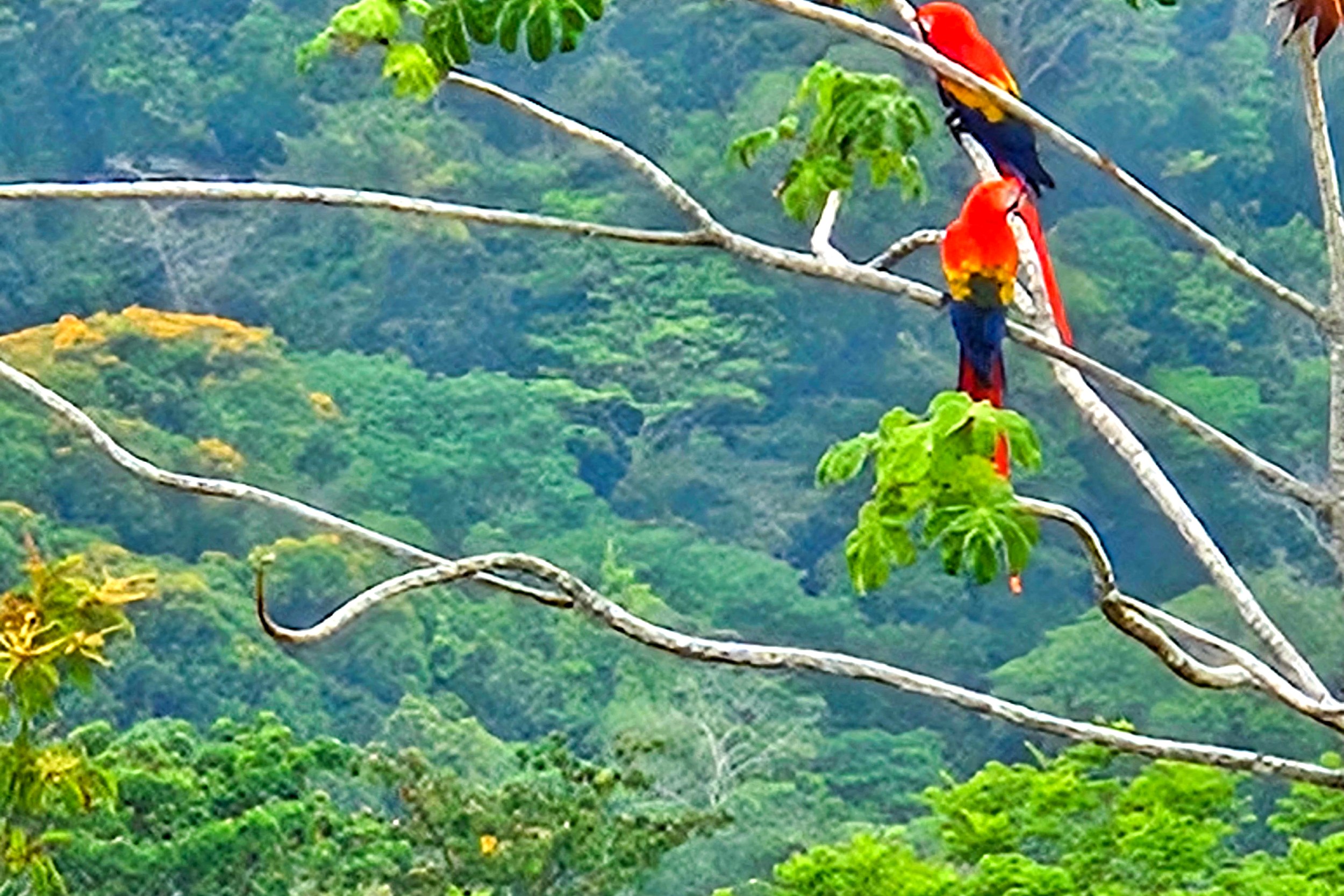 Scarlet macaws perched in a tree with lush jungle valley views in Toucan Valley, Costa Rica.