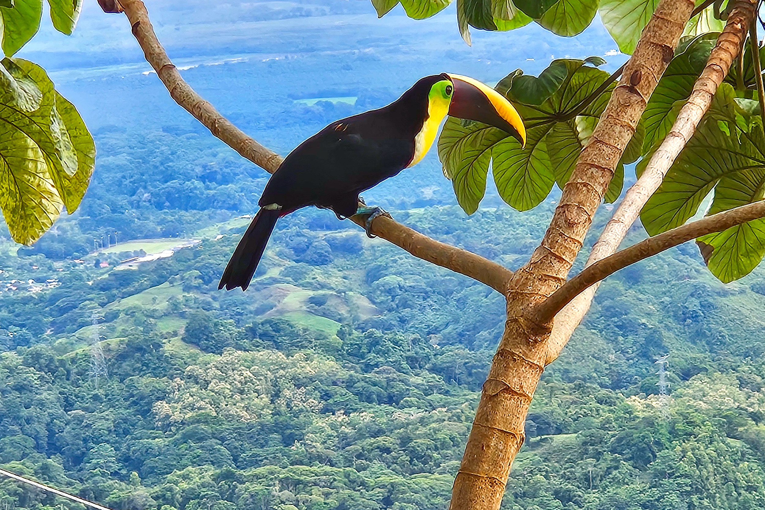 Toucan perched on a tree branch with panoramic mountain views in Toucan Valley, Costa Rica.