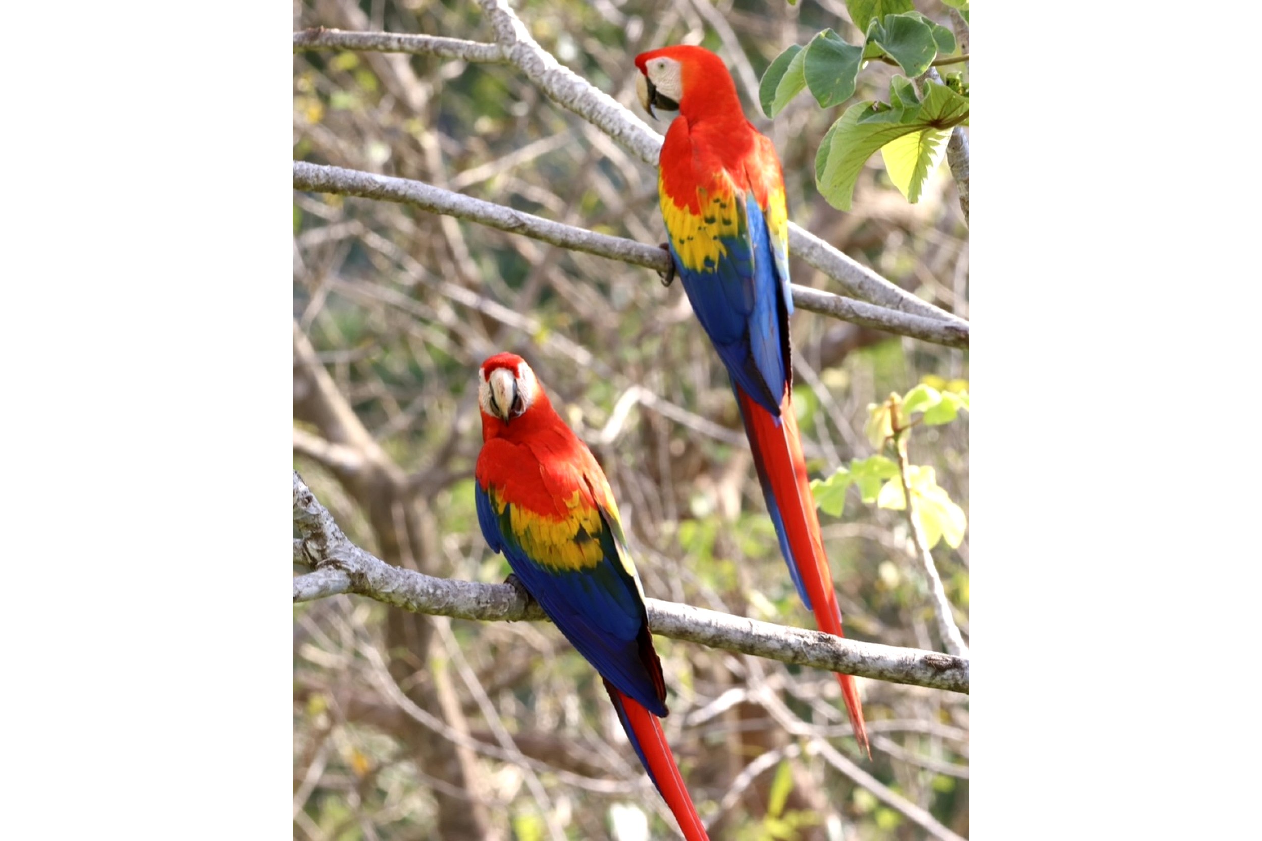 Luxurious Panoramic View Home scarlet macaws on branches in Chontales, Costa Rica
