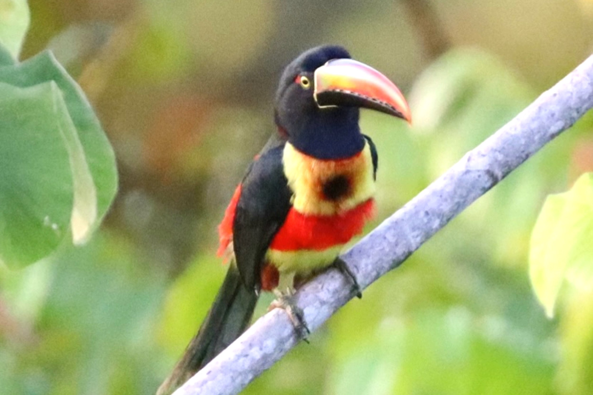 Luxurious Ocean View Home fiery-billed aracari toucan perched on a branch in Chontales, Costa Rica