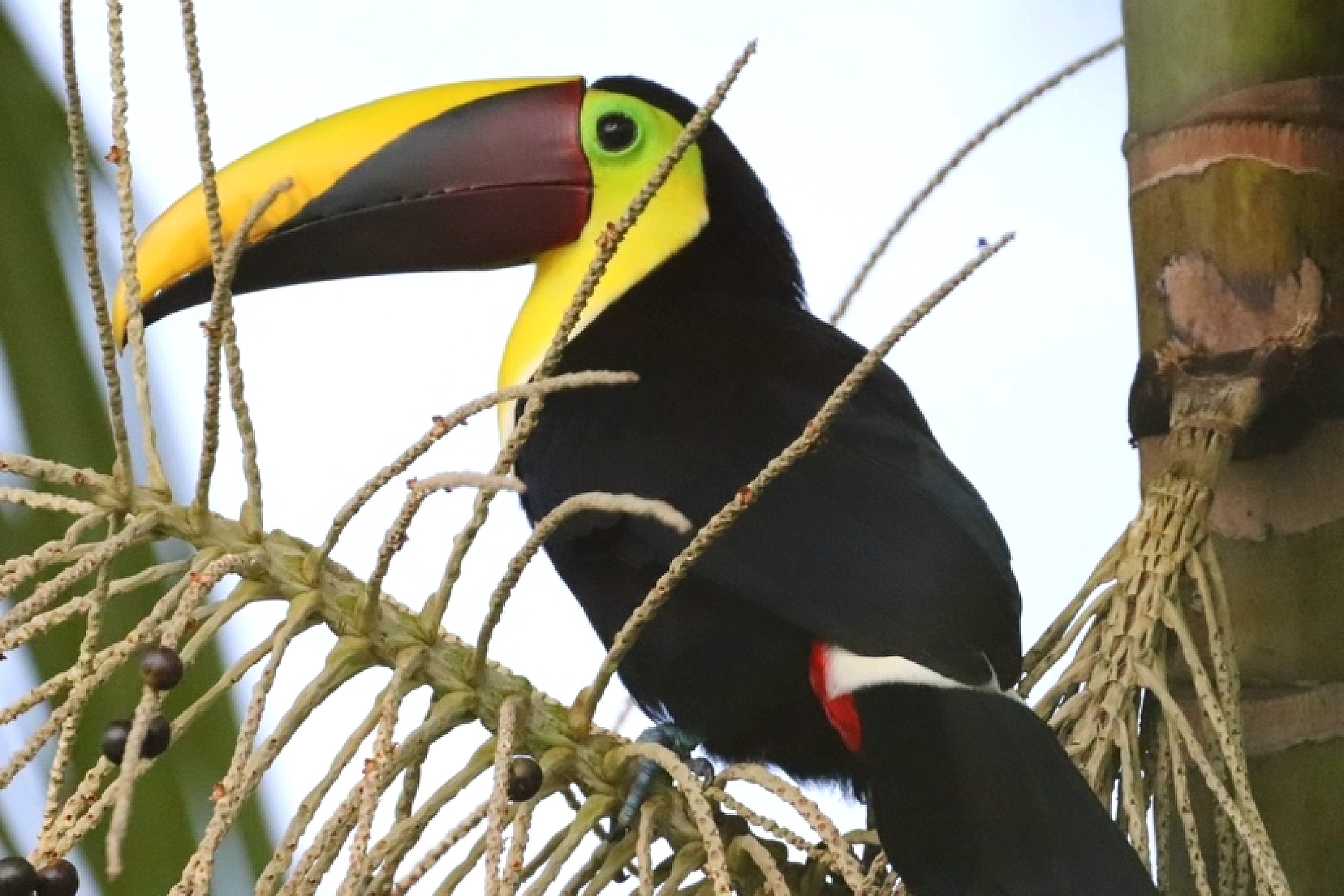 Luxurious Ocean View Home toucan perched in a palm tree in Chontales, Costa Rica.