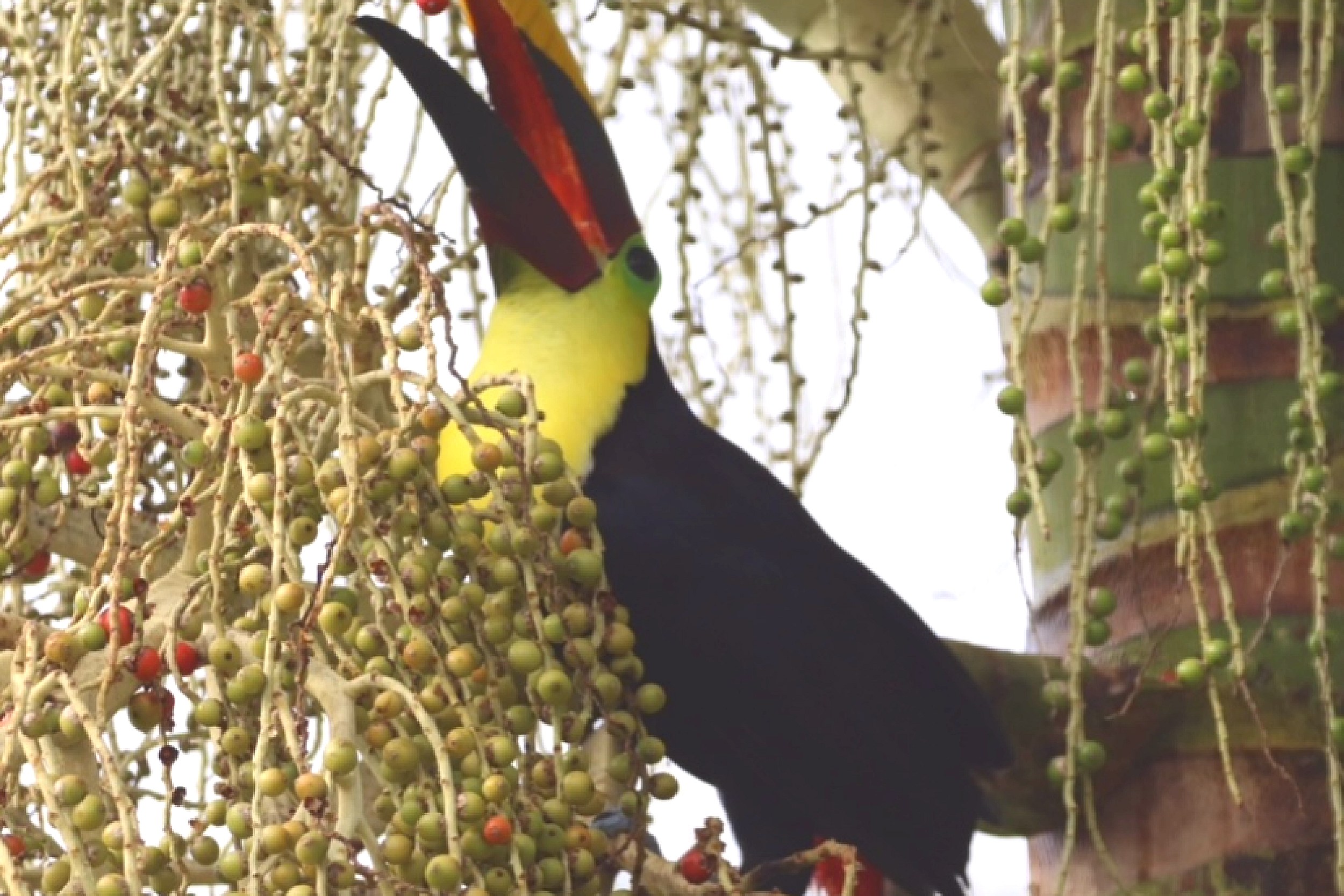 Luxurious Ocean View Home toucan eating palm fruit in Chontales, Costa Rica.