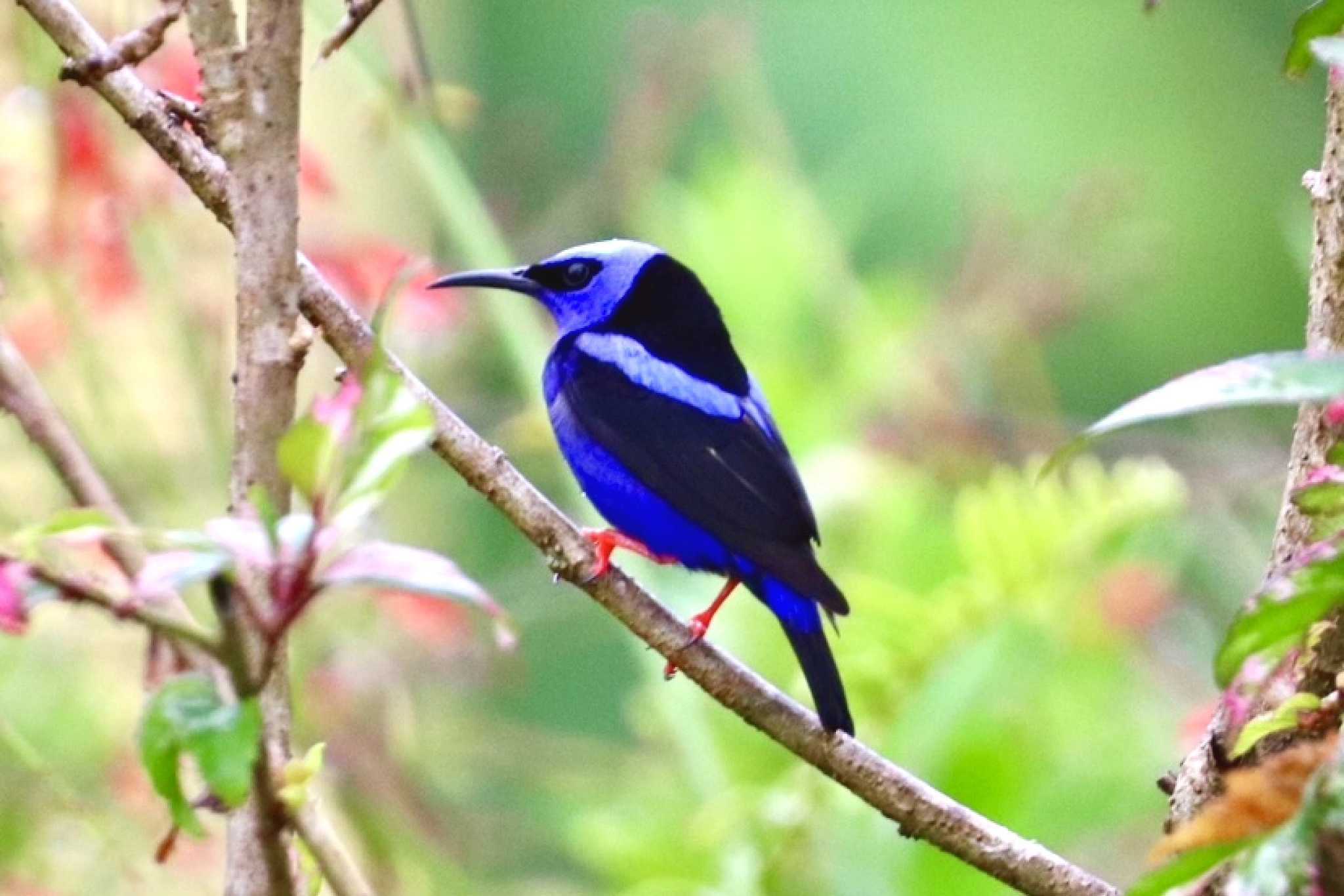 Vibrant Native Wildlife Luxurious Ocean View Home blue honeycreeper bird in Chontales, Costa Rica