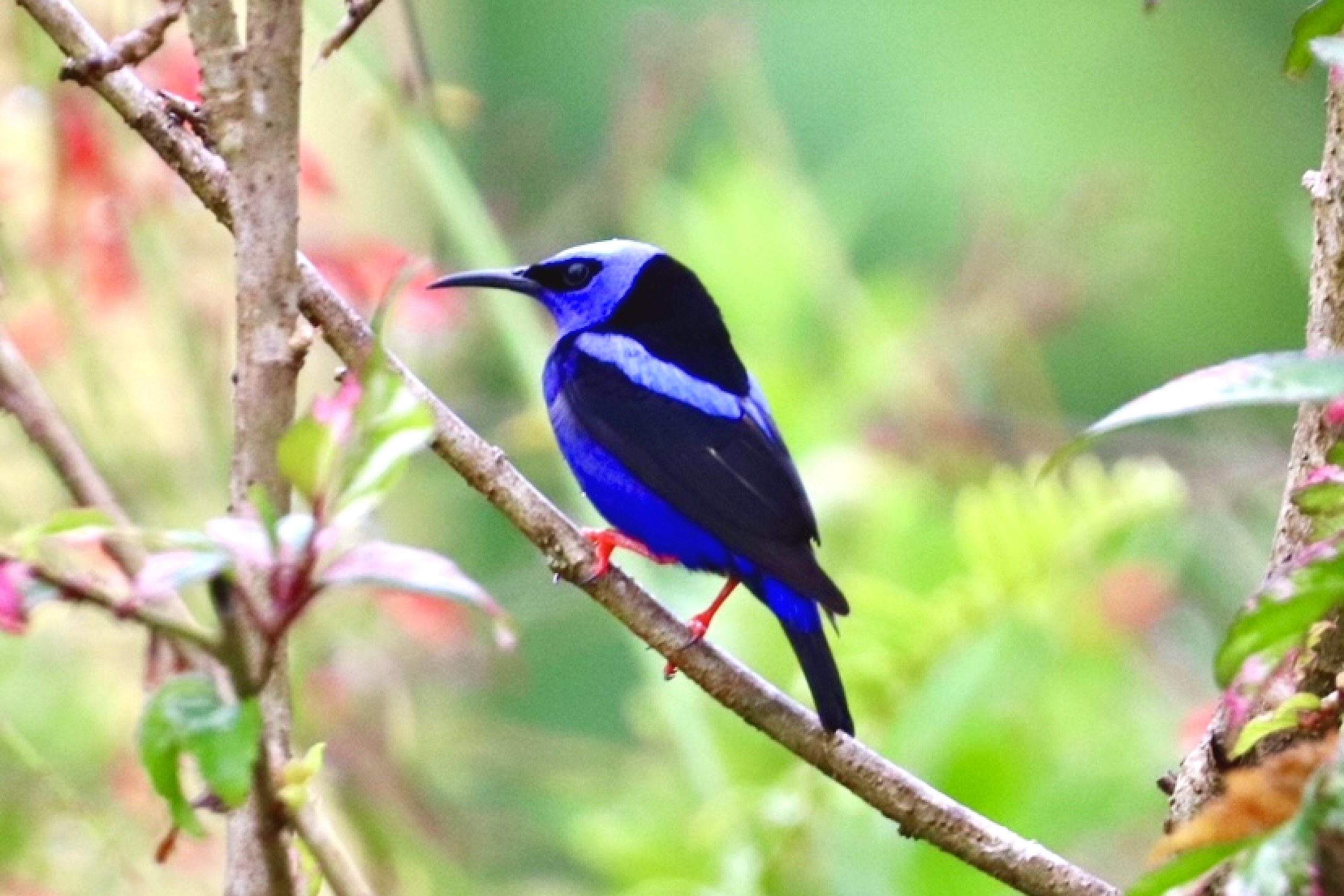 Luxurious Ocean View Home blue honeycreeper bird in Chontales, Costa Rica