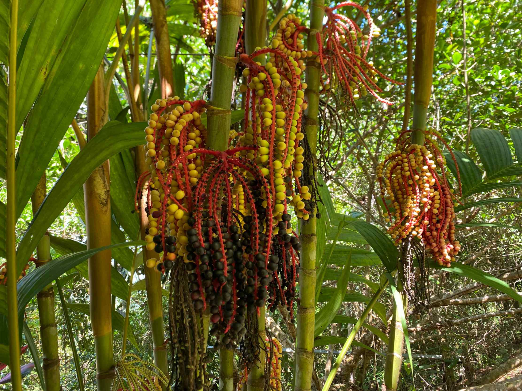 66672-36 Secluded 1-Bedroom Jungle Cabin with Mountain Views & 2.5 Acres in Tinamastes Costa Rica