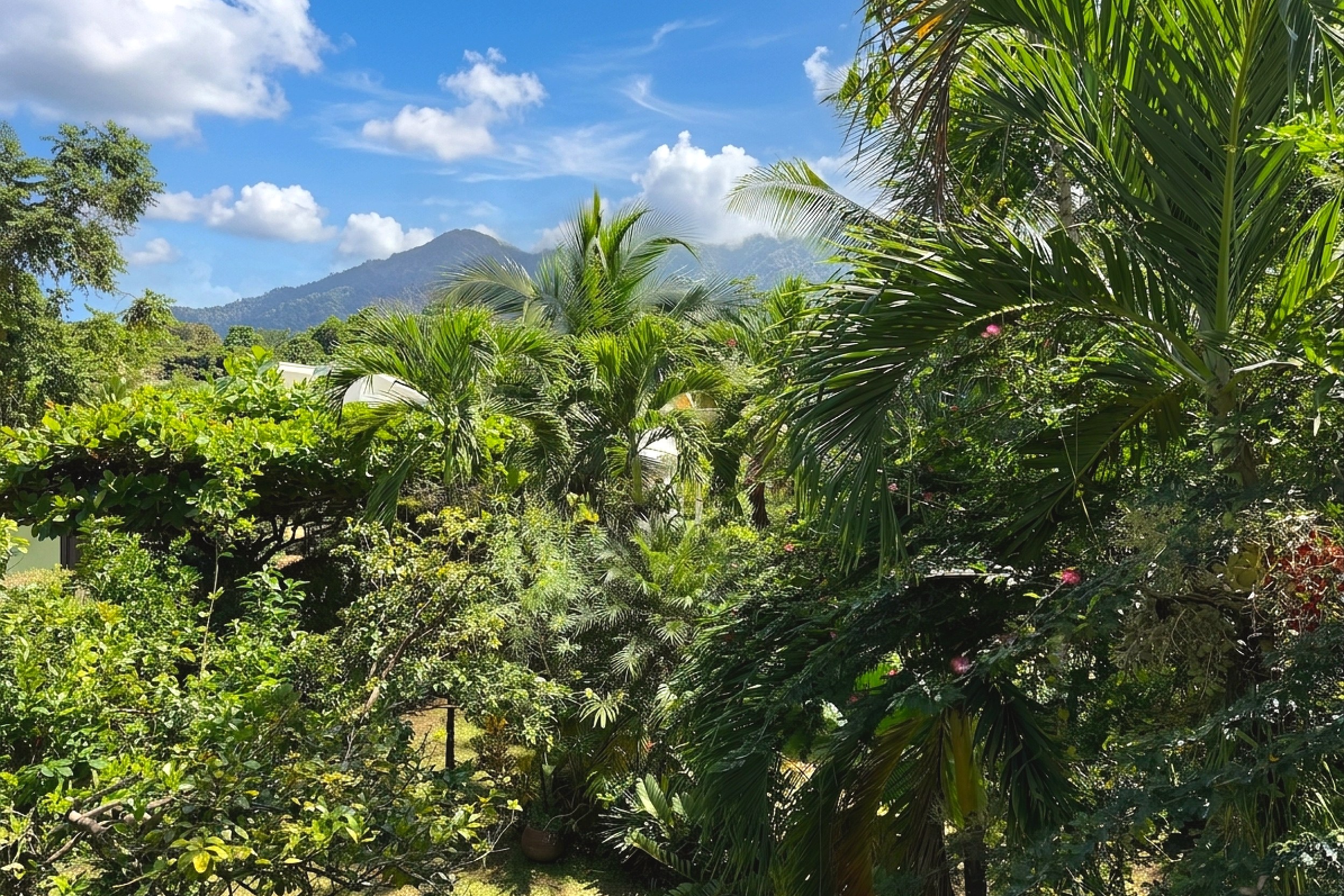 Mountain & Jungle View Jungle Sanctuary lush tropical foliage with mountain view in Ojochal, Costa Rica