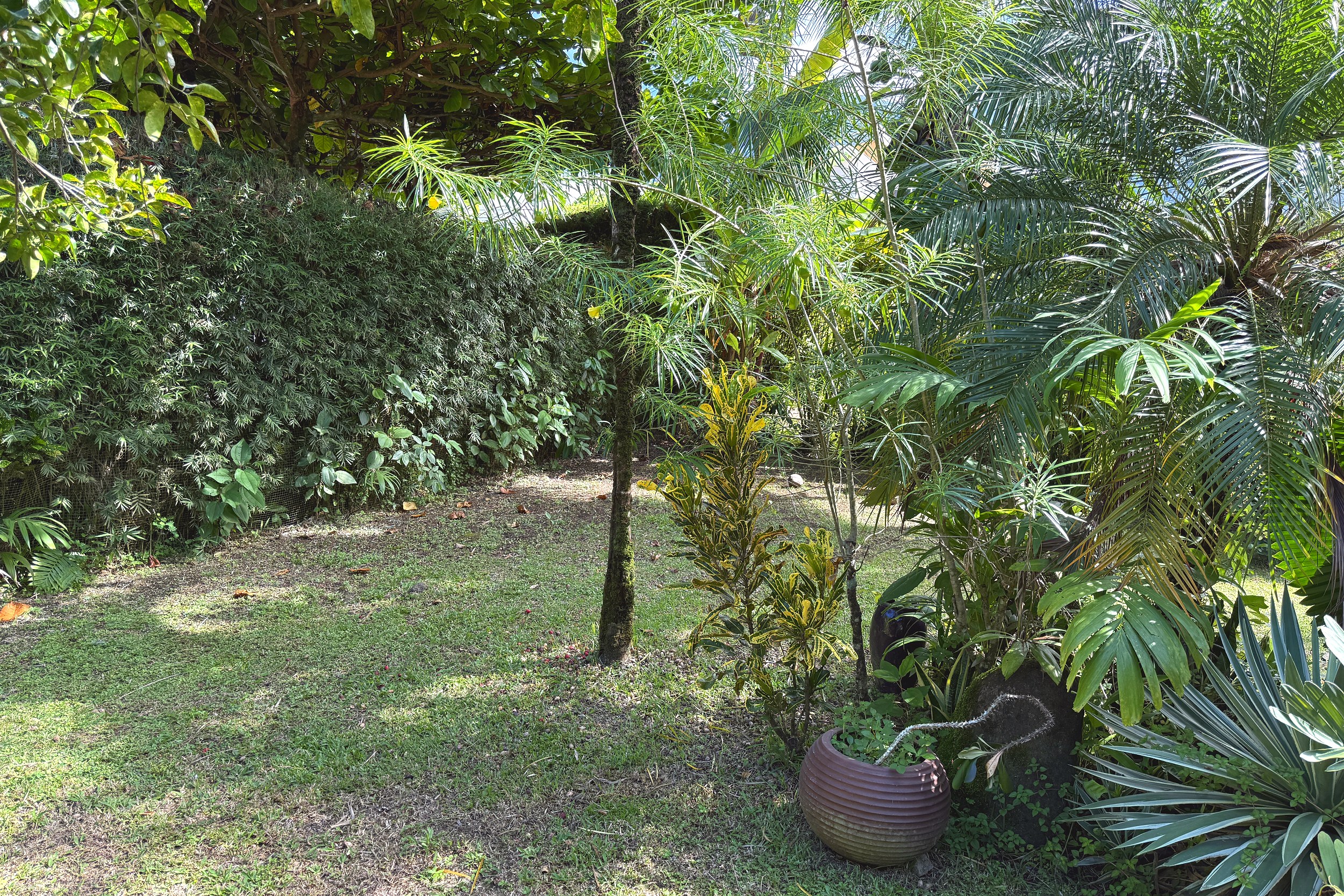 Lush Tropical Garden Jungle Sanctuary lush tropical garden with palms and hedges in Ojochal, Costa Rica